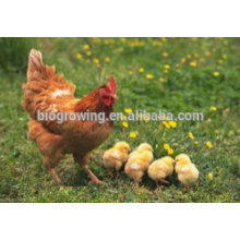 Probióticos de sulfato de cobre para aves de capoeira